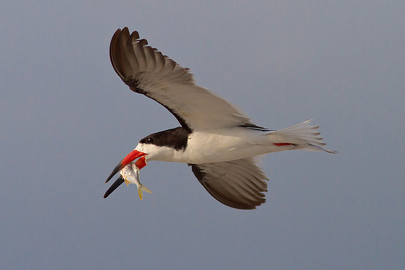 Black Skimmer with Breakfast