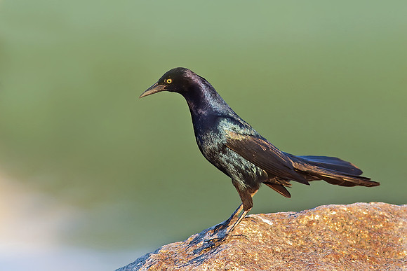 Blackbird