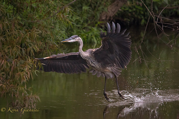 Heron Landing