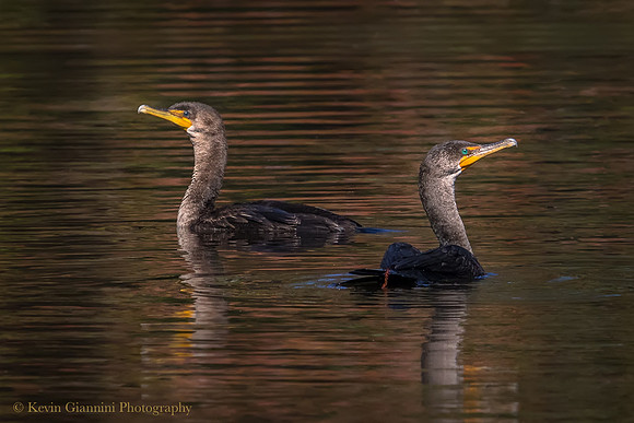 Cormorants