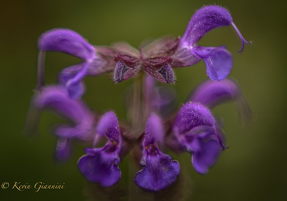 Flower close-up