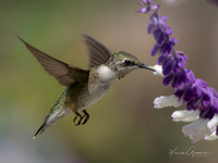 Ruby-throated Hummingbird