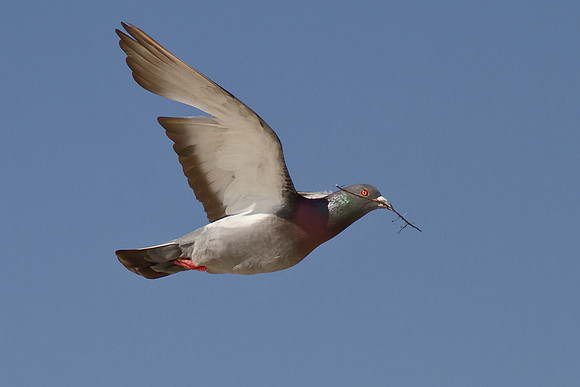Flying Pigeon