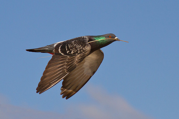 Soaring pigeon
