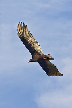 Turkey Vulture
