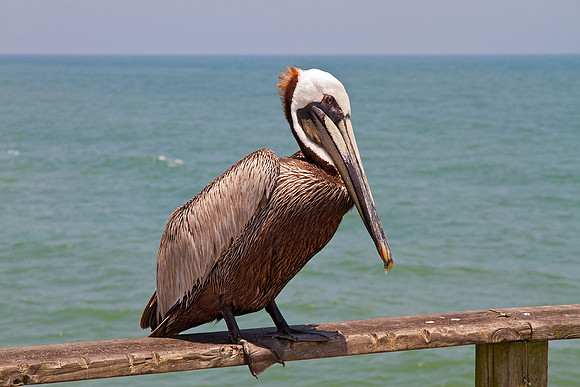 Pelican