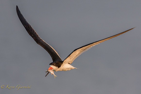 Skimmer with fish