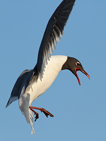 Laughing Gull