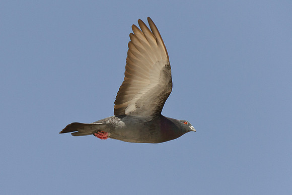 Soaring Pigeon