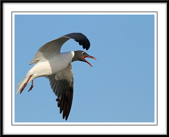 Laughing Gull