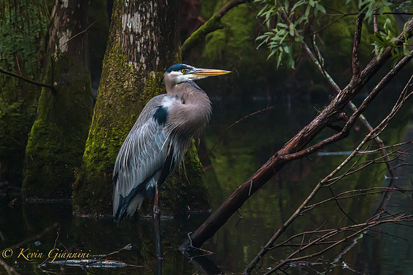 Great Blue Heron