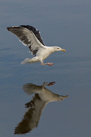 Landing Gear Down...