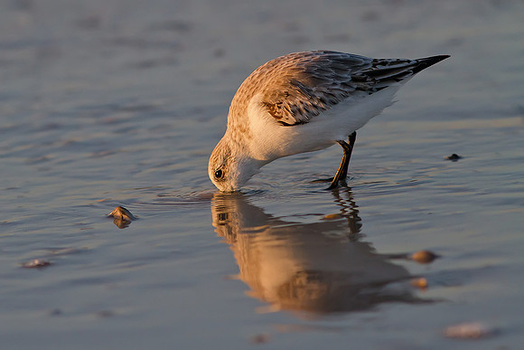 Sanderling