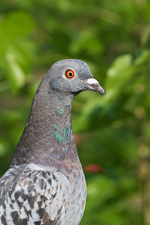 Pigeon