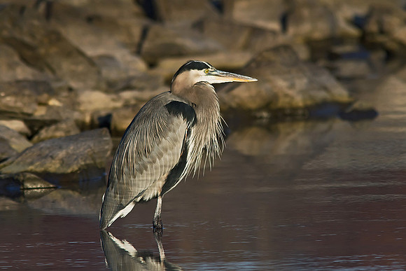 Great Blue Heron