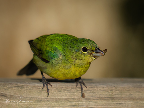 Male Painted Bunting first year