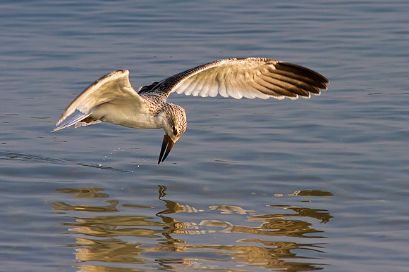 Juvenile Black Skimmer