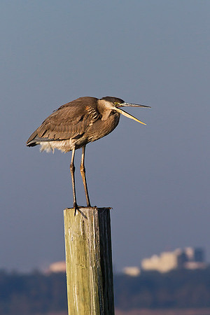 Great Blue Heron