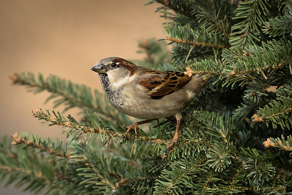 Sparrow