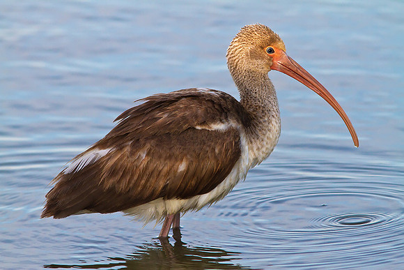 Wading Ibis