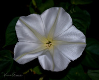 Moonflower