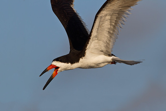 Close-up of Back Skimmer