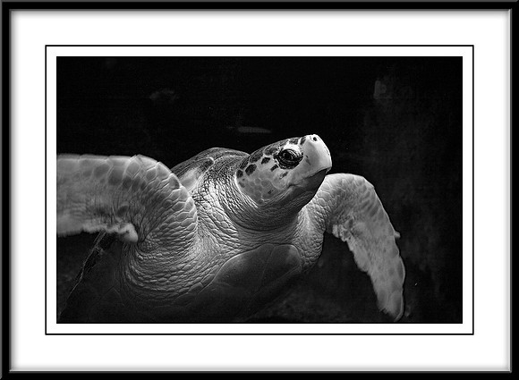 Curious Turtle