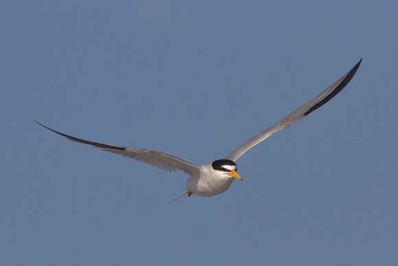 Least Tern in Flight