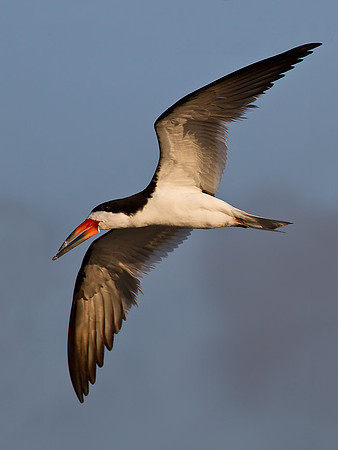Black Skimmers