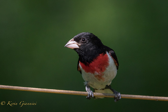 Rose-breasted Grosbeak