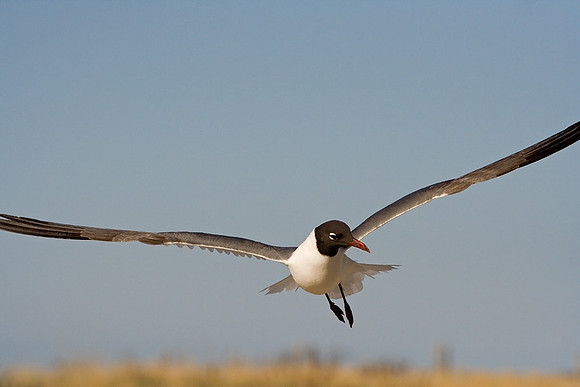 Laughing Gull