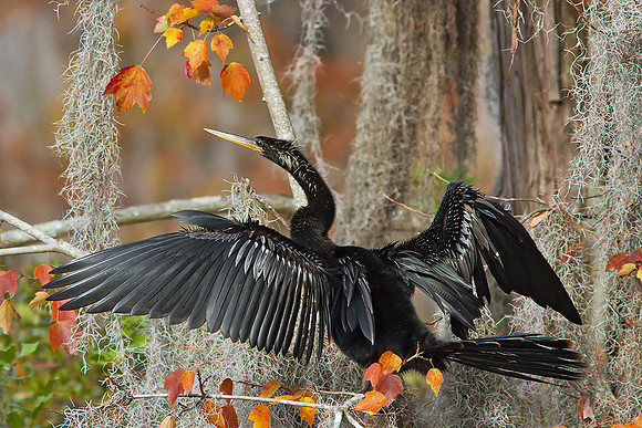 Anhinga