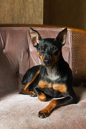Miley, our new rescue dog