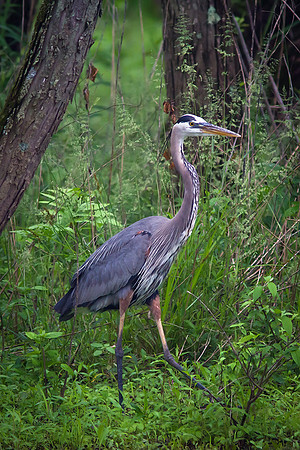 Great Blue Heron