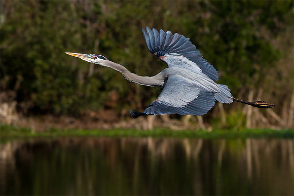 Great Blue Heron in-flight