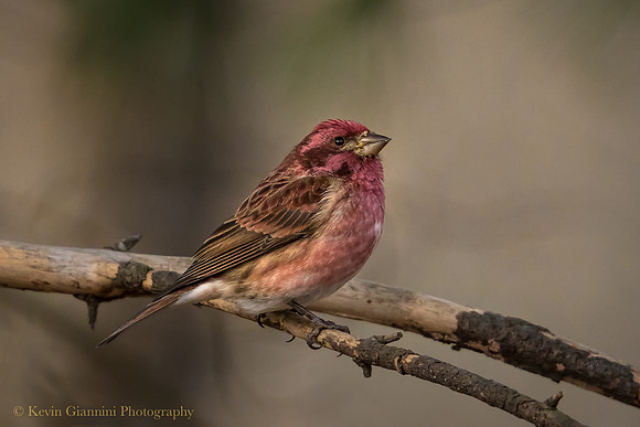 Purple Finch