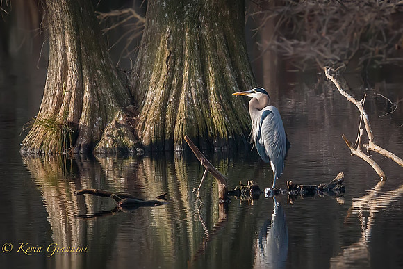 Great Blue Heron