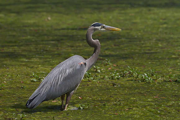 Great Blue Heron