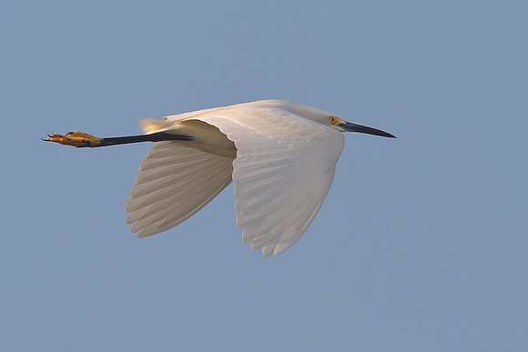 Snowy Egret in-flight