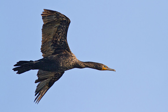 Cormorant In-Flight
