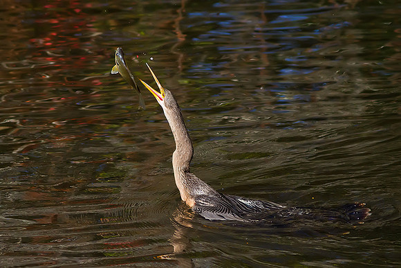 Anhinga feeding