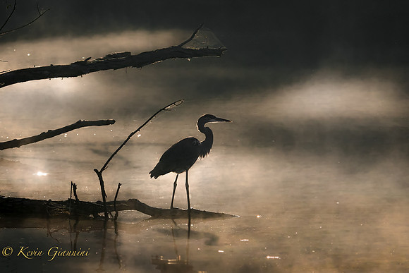 Heron in the early morning fog