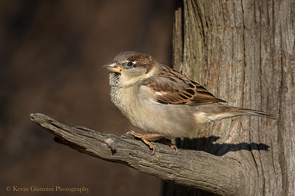 House Sparrow