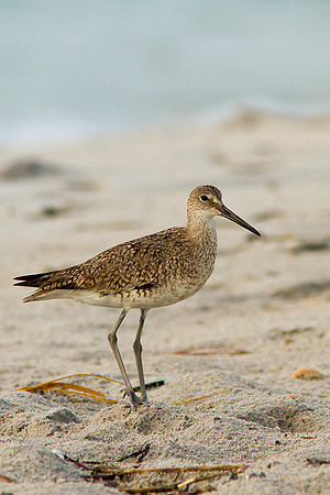 Sand Piper