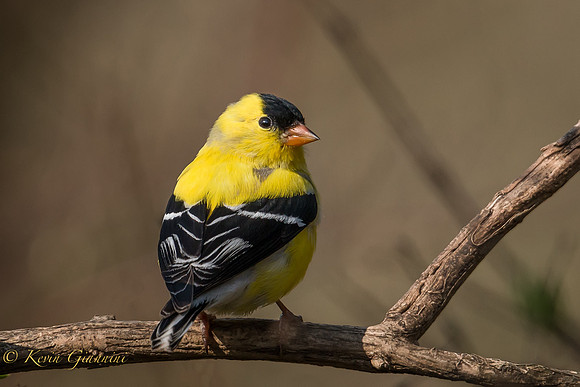 American Goldfinch