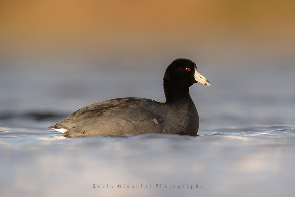 American Coot