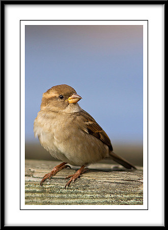 Sparrow