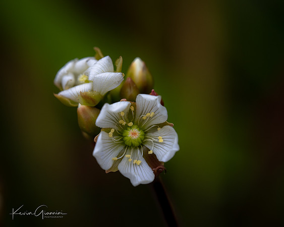Macro Floral