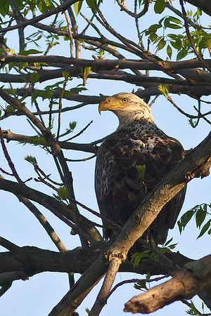 Juvenile Bald Eagle