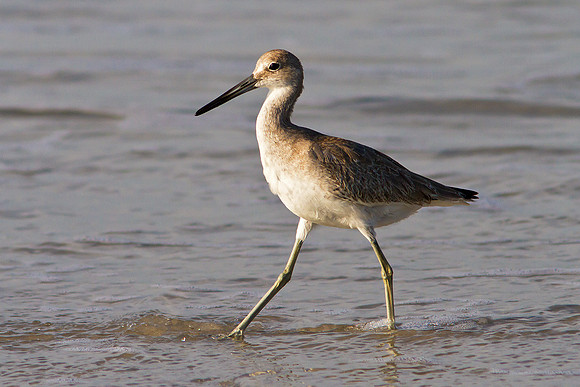 Sand Piper